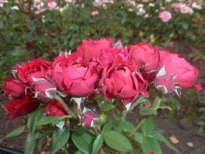 Саженцы роз Tamango (таманго)