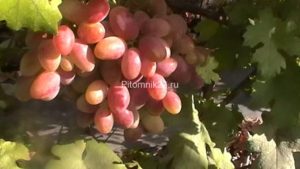 Саженцы винограда Танюша