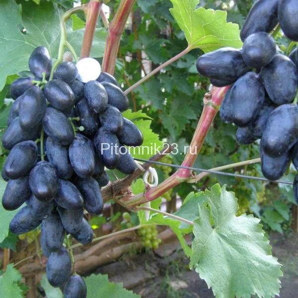 Саженцы винограда Велика