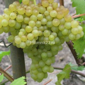 Саженцы винограда Кишмиш Венгерский