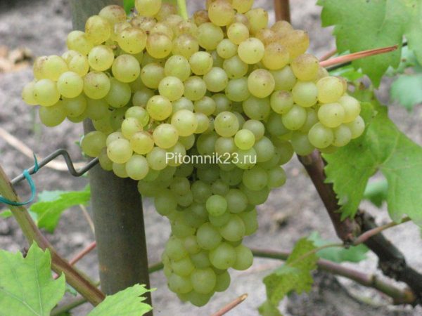 Саженцы винограда Кишмиш Венгерский