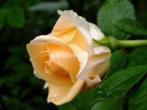 Саженцы чайно-гибридной розы Версилия (Versilia)