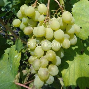 Саженцы винограда Мускат Белый