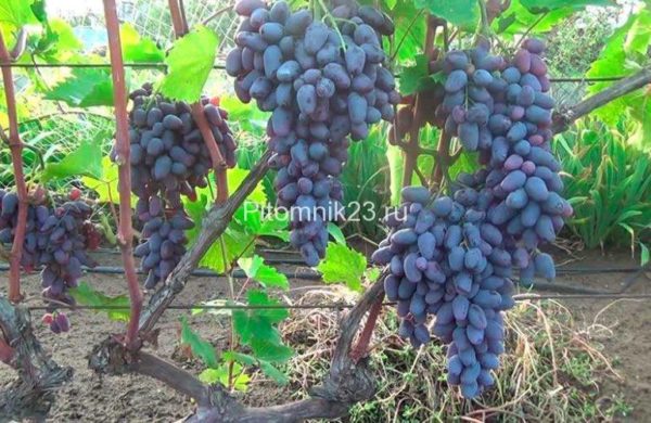 Саженцы винограда Памяти Негруля